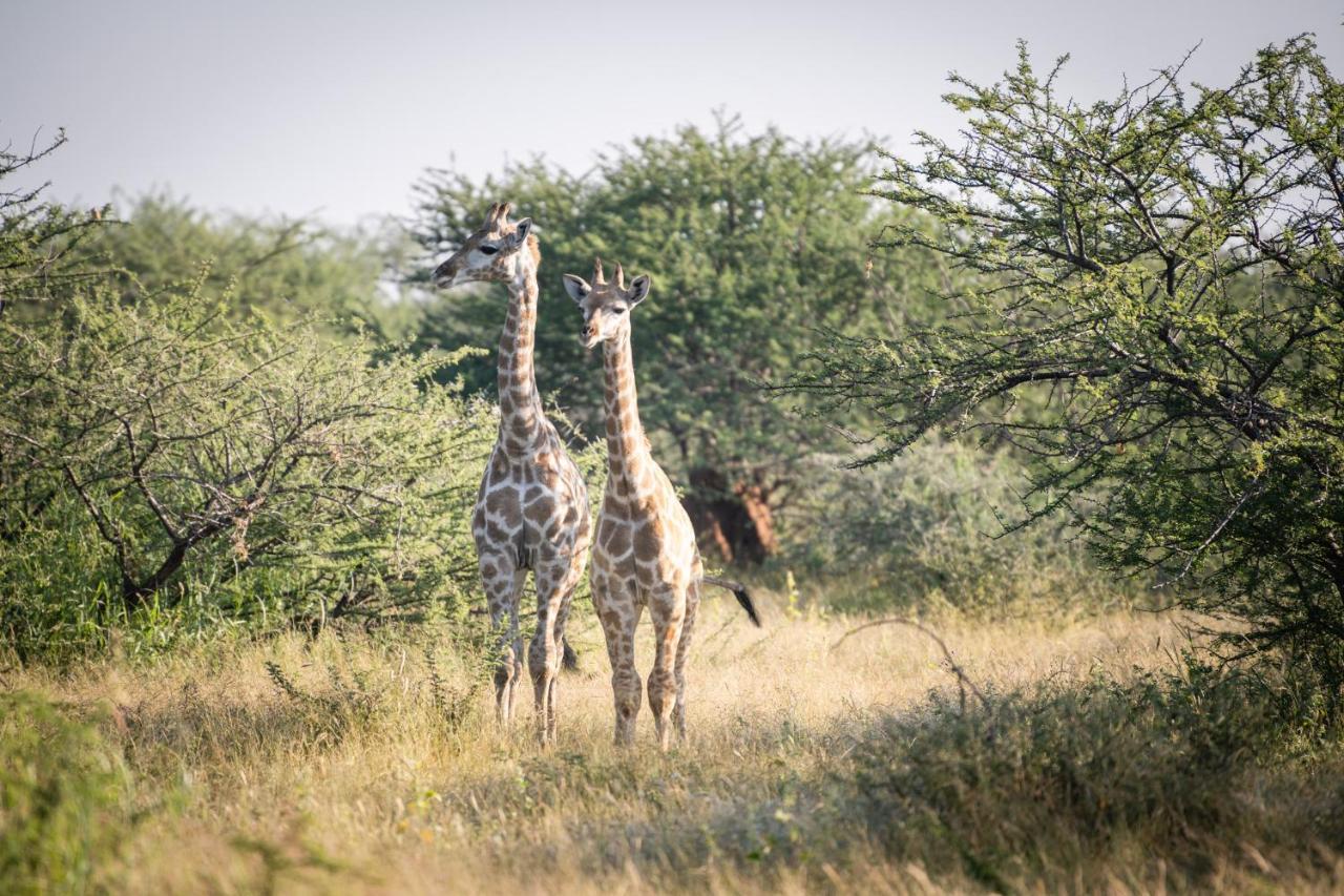 Frans Indongo Lodge Otjiwarongo Bagian luar foto