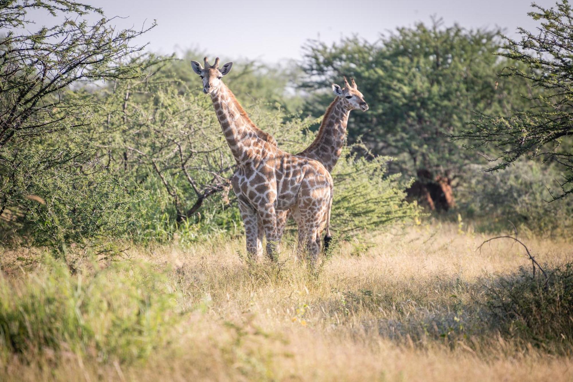 Frans Indongo Lodge Otjiwarongo Bagian luar foto