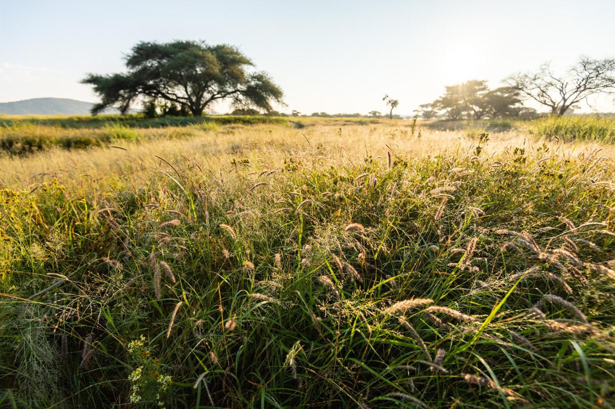 Frans Indongo Lodge Otjiwarongo Bagian luar foto