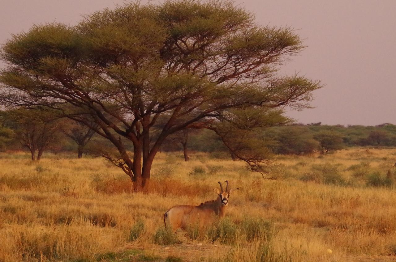 Frans Indongo Lodge Otjiwarongo Bagian luar foto