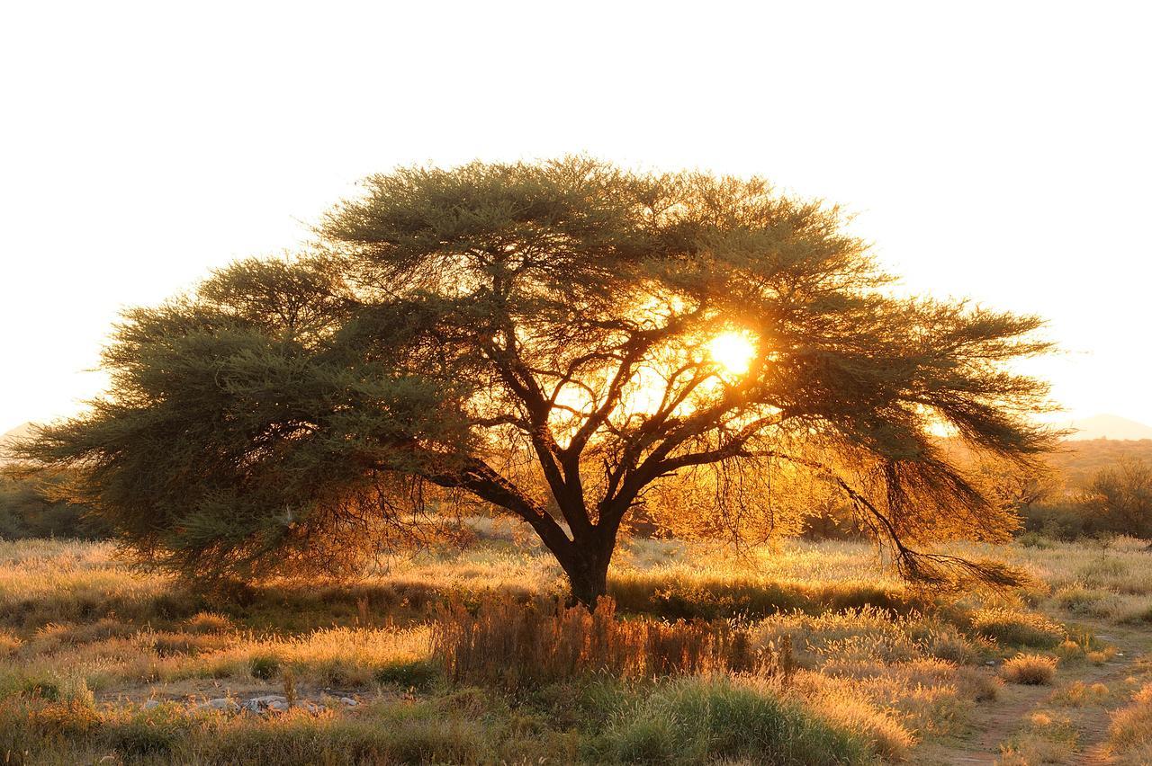 Frans Indongo Lodge Otjiwarongo Bagian luar foto