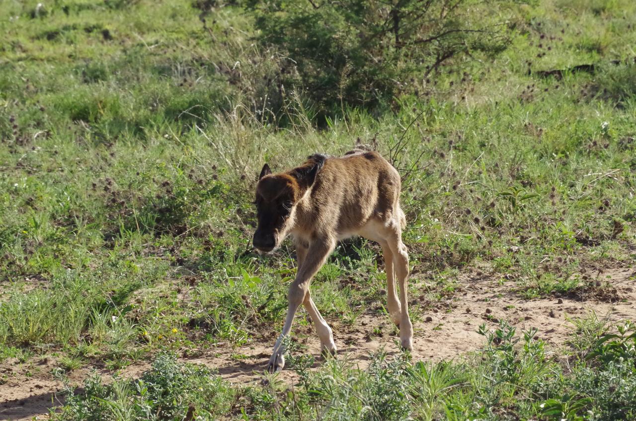 Frans Indongo Lodge Otjiwarongo Bagian luar foto