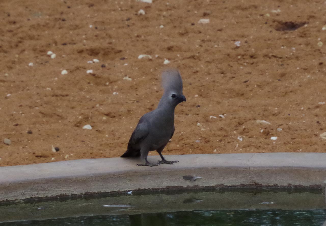 Frans Indongo Lodge Otjiwarongo Bagian luar foto