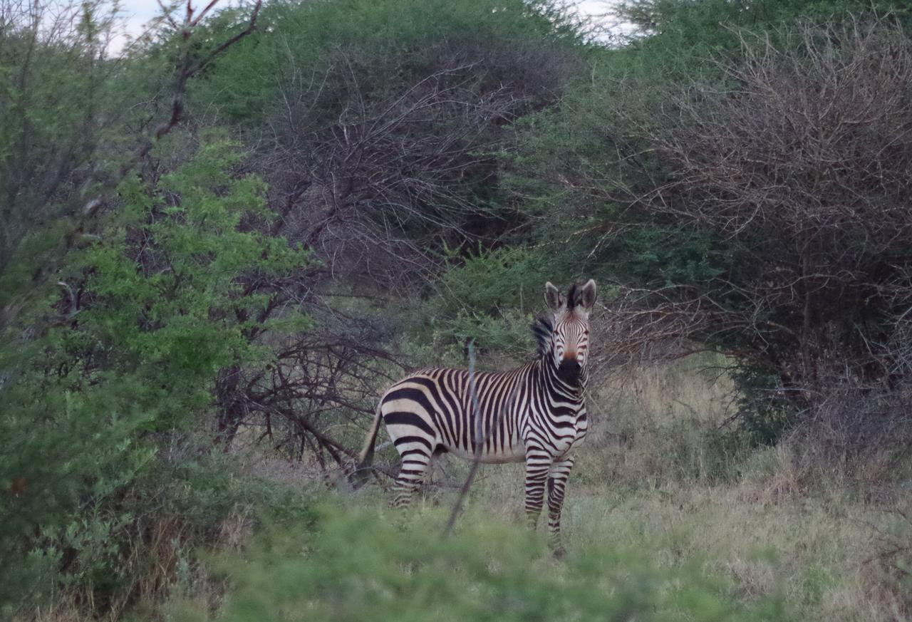 Frans Indongo Lodge Otjiwarongo Bagian luar foto