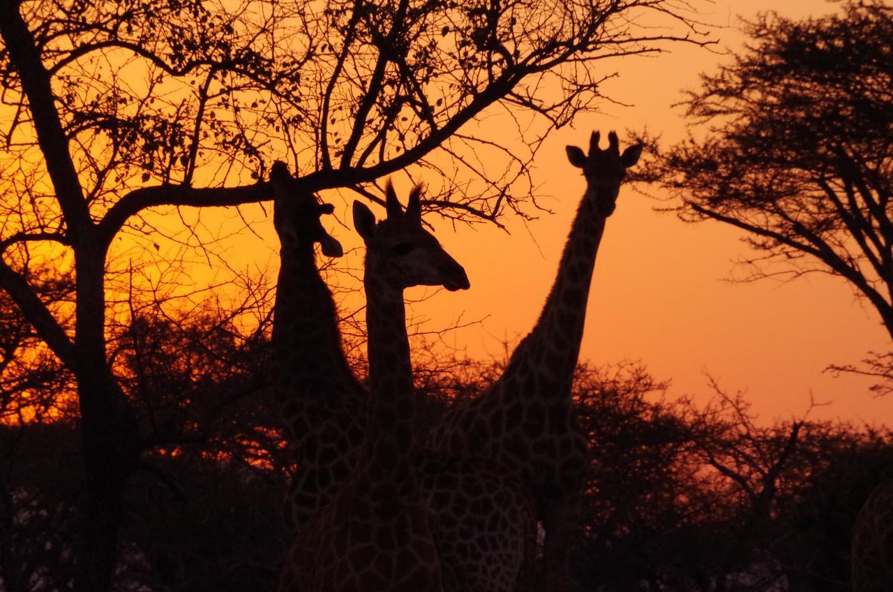 Frans Indongo Lodge Otjiwarongo Bagian luar foto