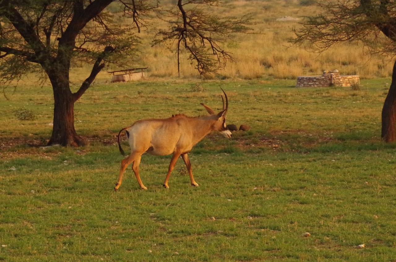 Frans Indongo Lodge Otjiwarongo Bagian luar foto