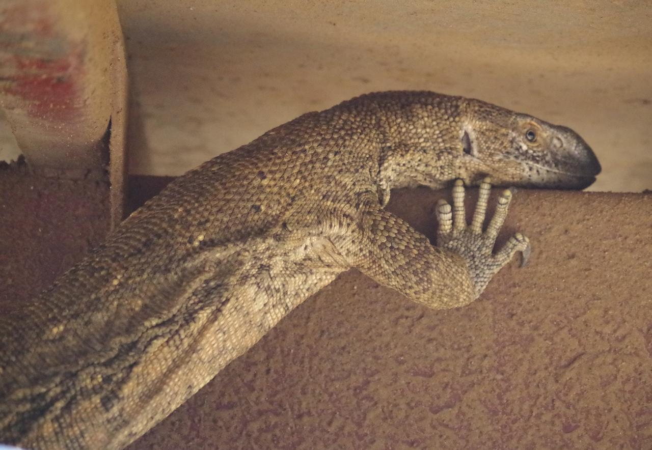Frans Indongo Lodge Otjiwarongo Bagian luar foto