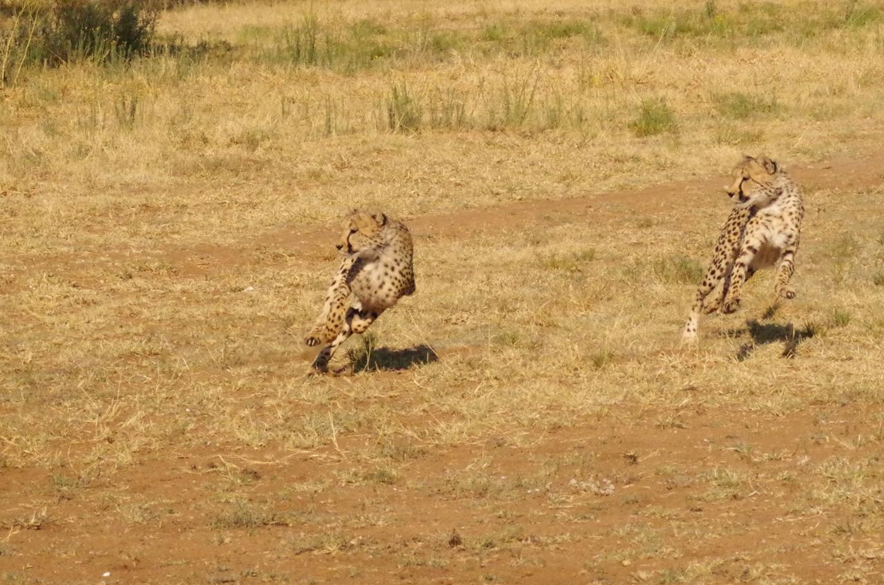 Frans Indongo Lodge Otjiwarongo Bagian luar foto