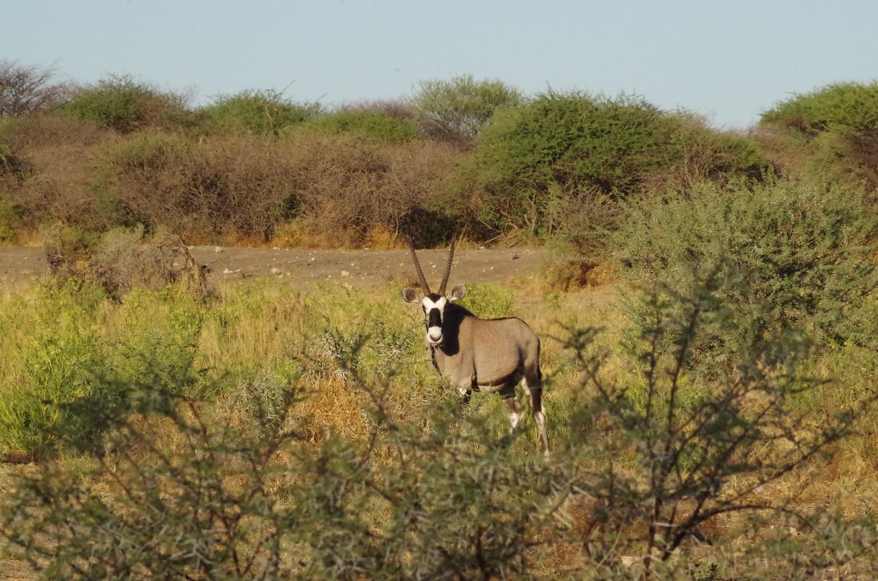 Frans Indongo Lodge Otjiwarongo Bagian luar foto