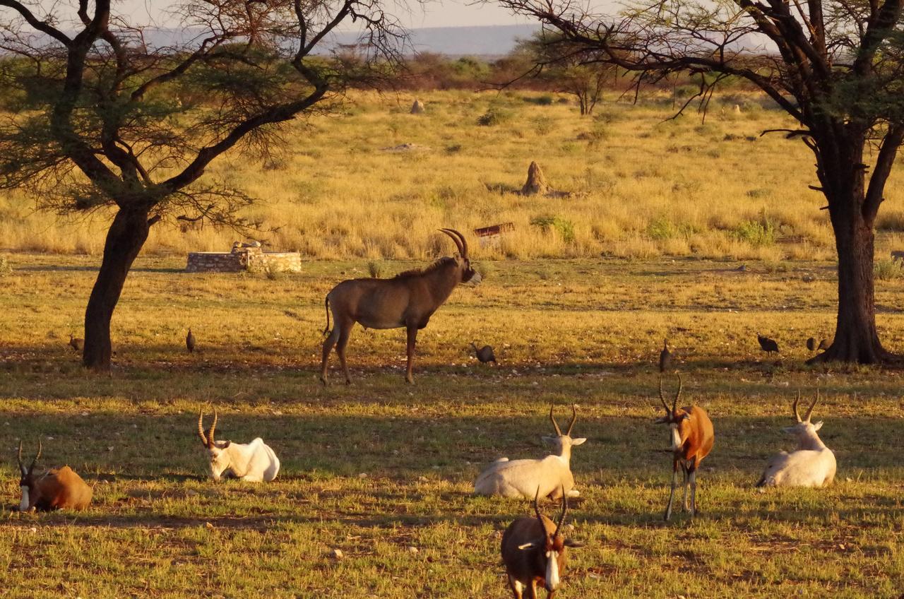 Frans Indongo Lodge Otjiwarongo Bagian luar foto